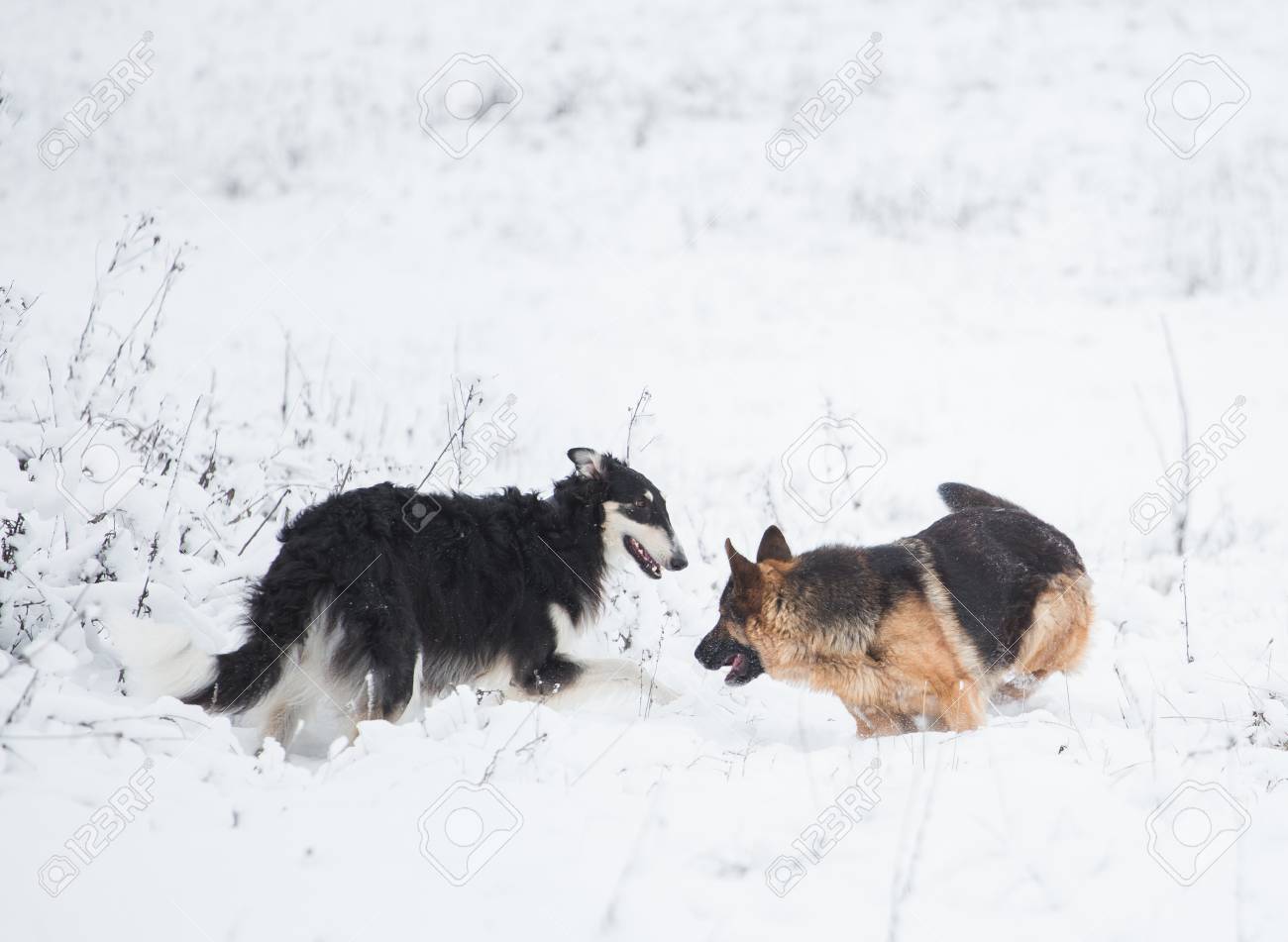 Russian German Shepherd 2025 - Main Image