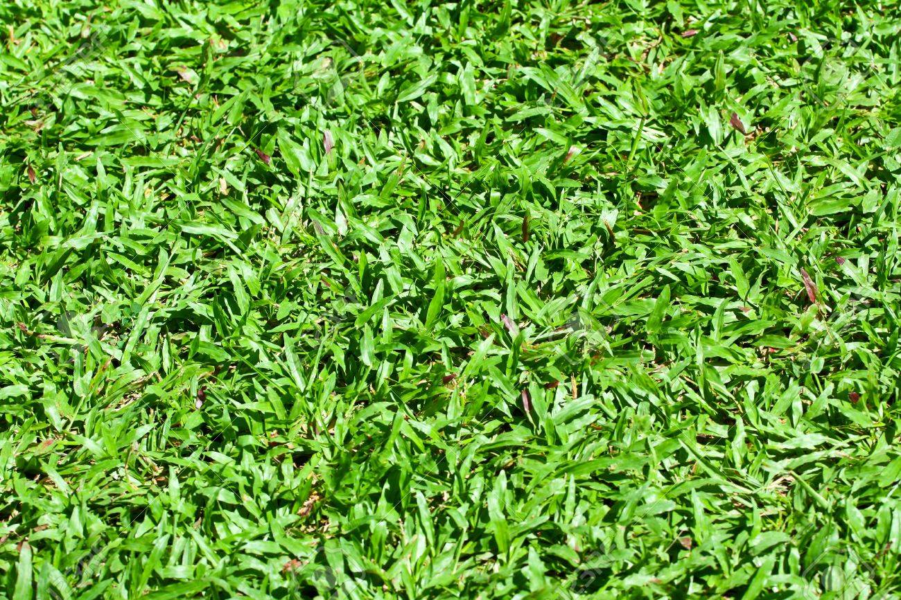 Beautiful Malaysia Grass Stock Photo Picture And Royalty Free Image Image 8146696