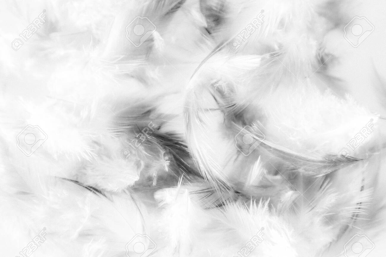 black and white feather wallpaper