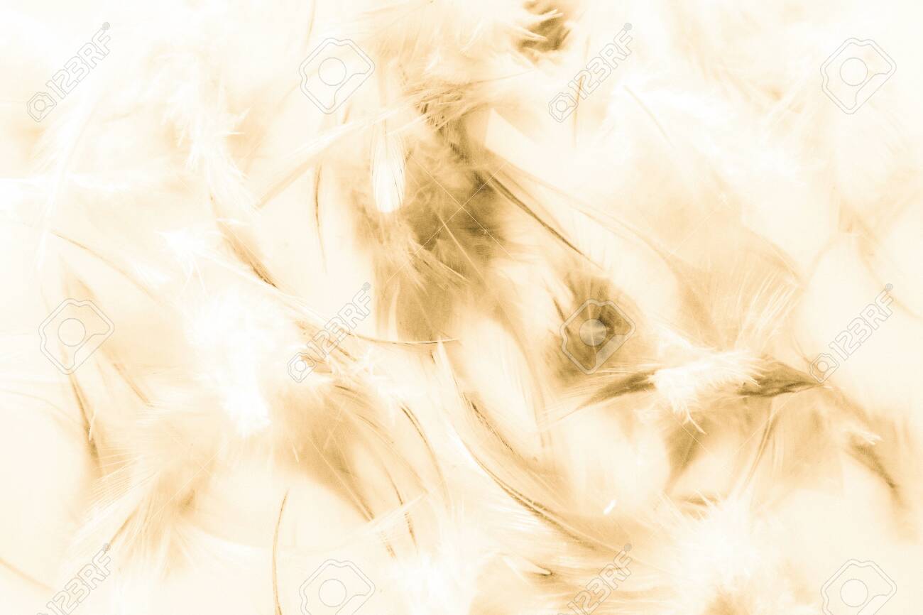 Beautiful Abstract Texture Close Up Color White Gold Brown And Stock Photo Picture And Royalty Free Image Image 128486480