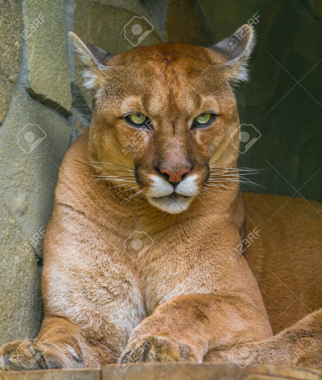 brown puma animal
