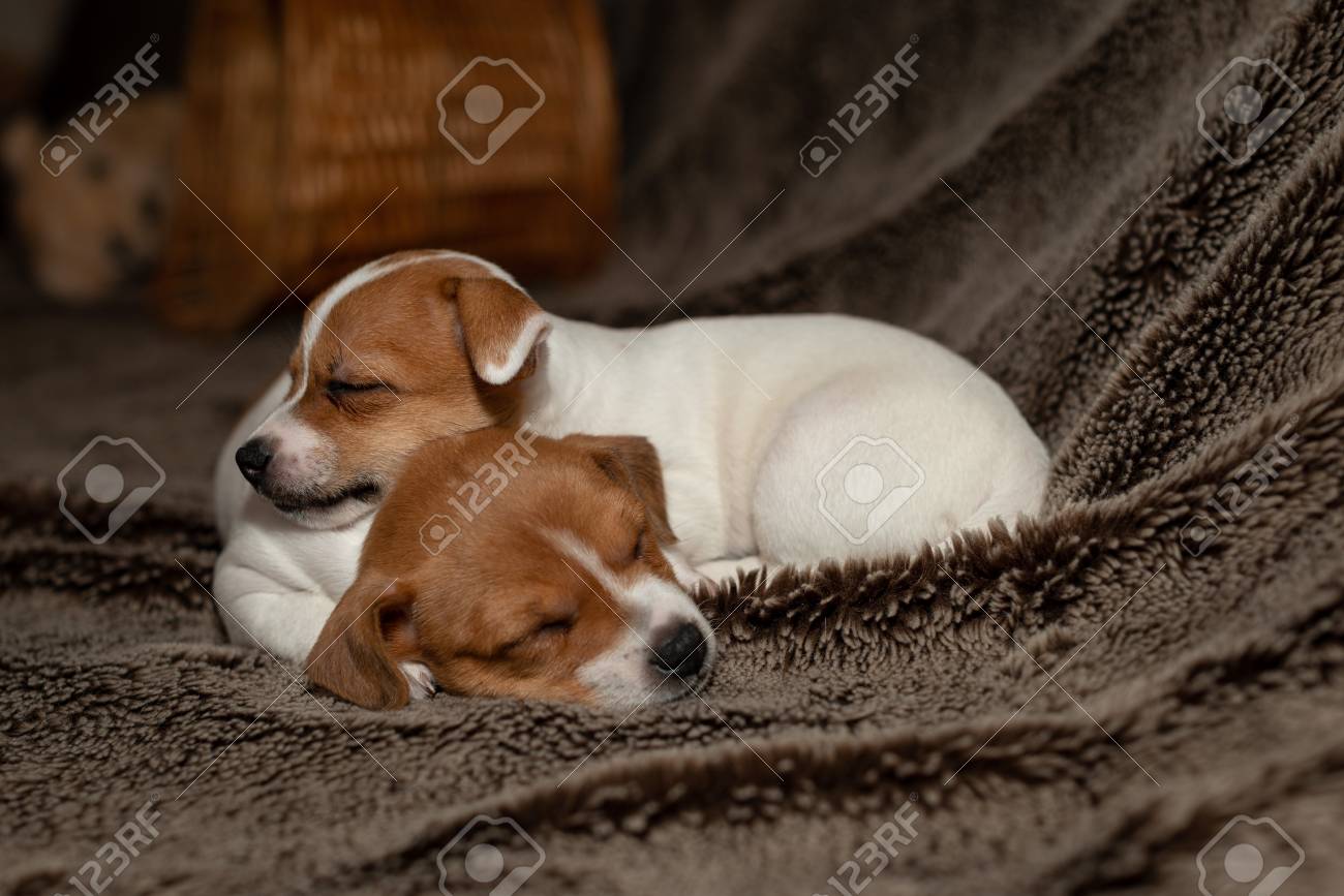 Two Jack Russell Puppy Sleeping On Brown Blankets Stock Photo