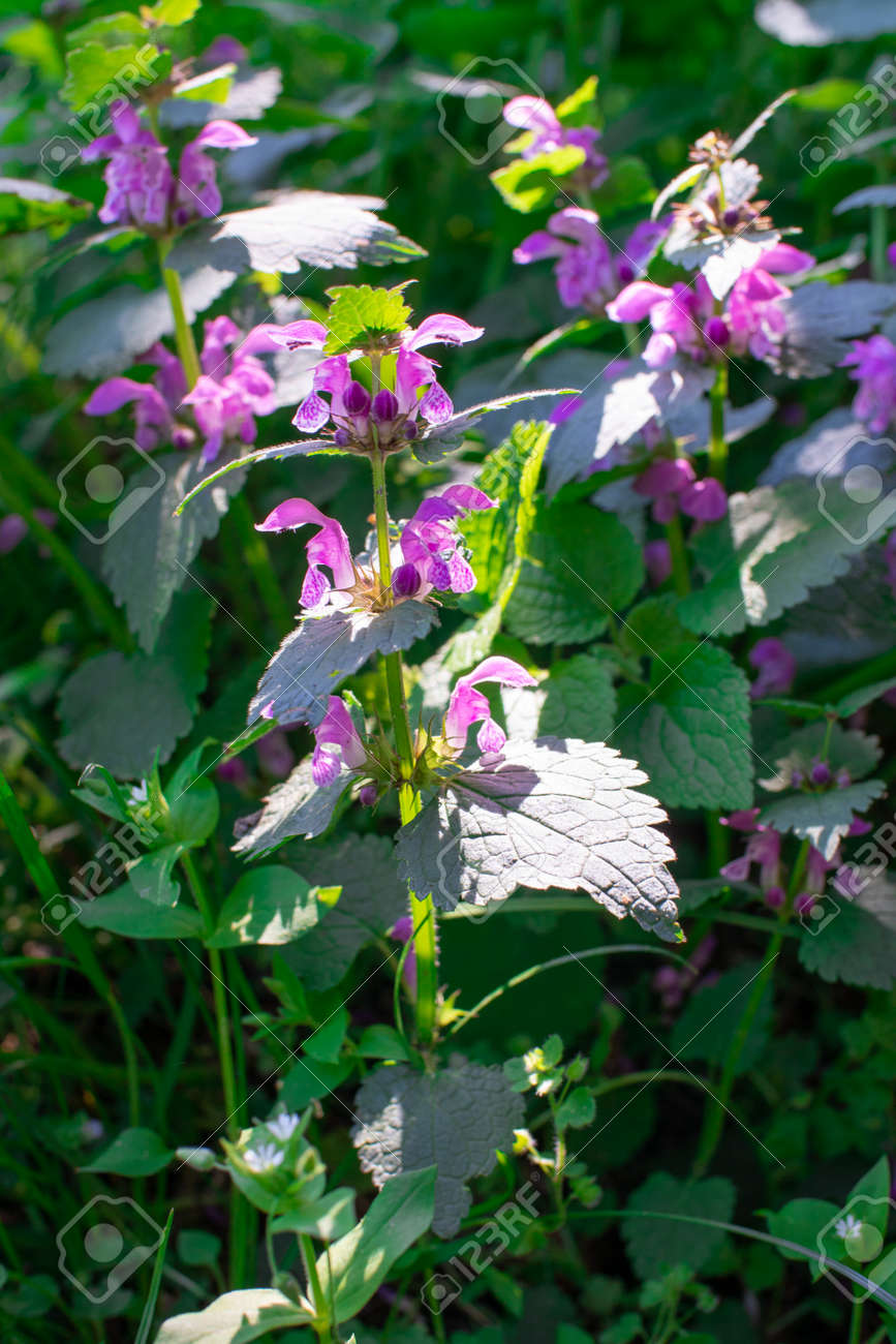 etiam-dictum-ipsum-a-felis