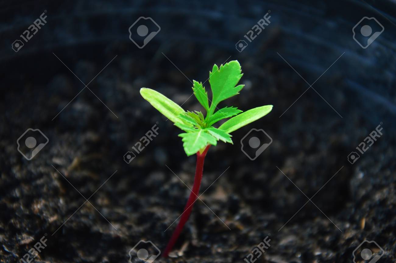 マリーゴールドの花を芽します の写真素材 画像素材 Image