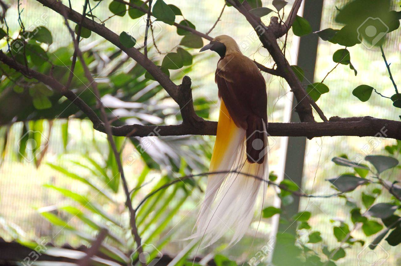 Paradisaea minor in singapore - 6441925 Paradisaea minor in singapore - 6441925