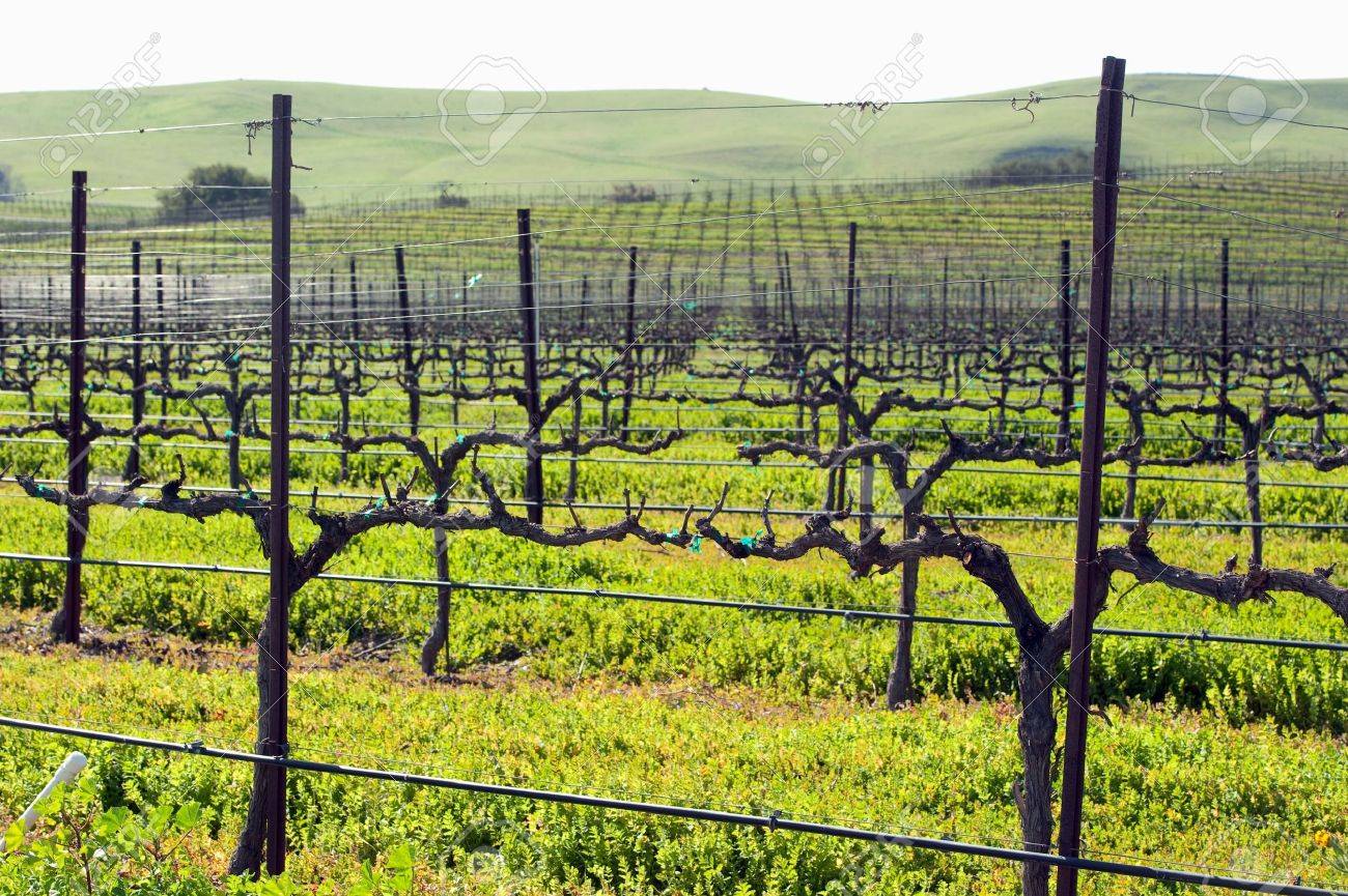 spring growth in the central coast vineyards - 6547212 spring growth in the central coast vineyards - 6547212