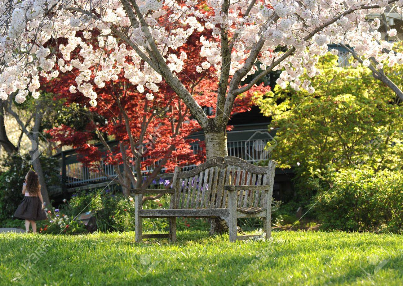 a park bench beneath a blossoming tree - 6772251 a park bench beneath a blossoming tree - 6772251