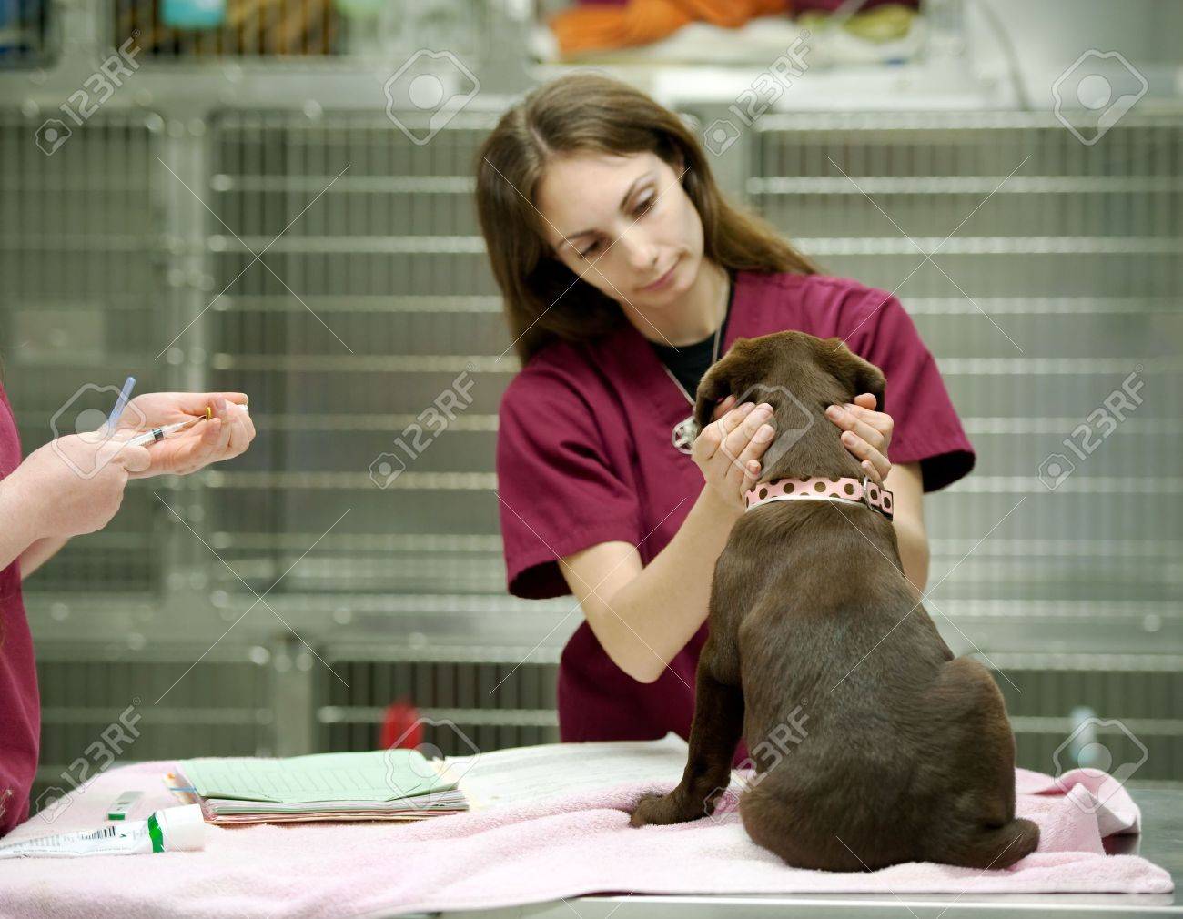 veterinary assistant prepares a vaccine shot - 6981725 veterinary assistant prepares a vaccine shot - 6981725