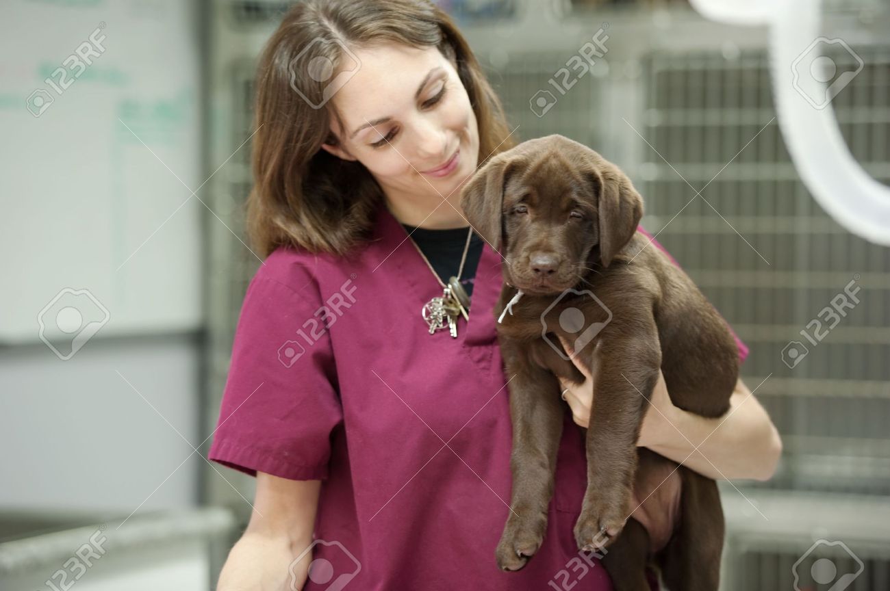 a veterinary assistant holds a young patient - 6981718 a veterinary assistant holds a young patient - 6981718