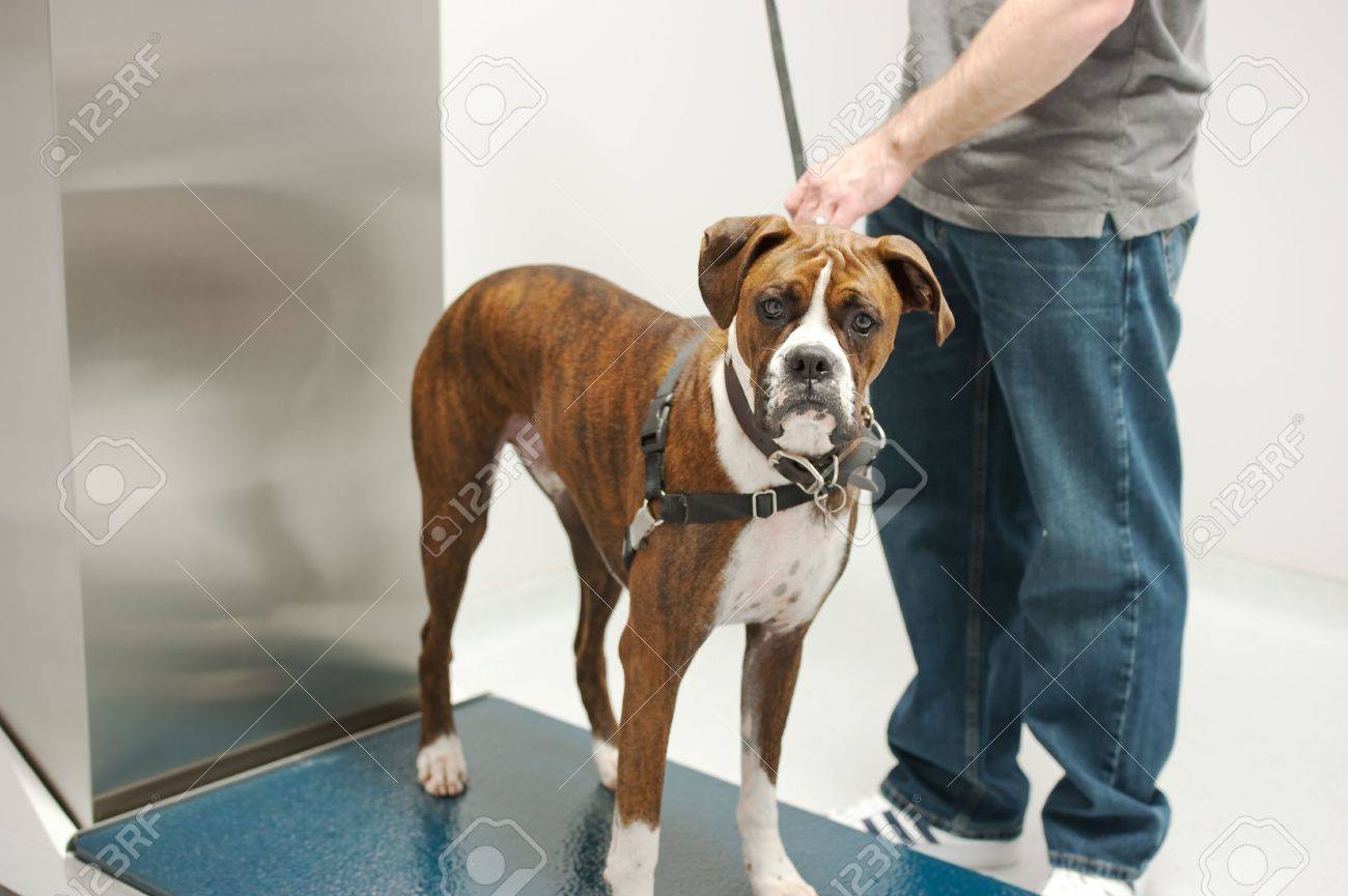 a boxer stands still to get weighed - 6977830 a boxer stands still to get weighed - 6977830