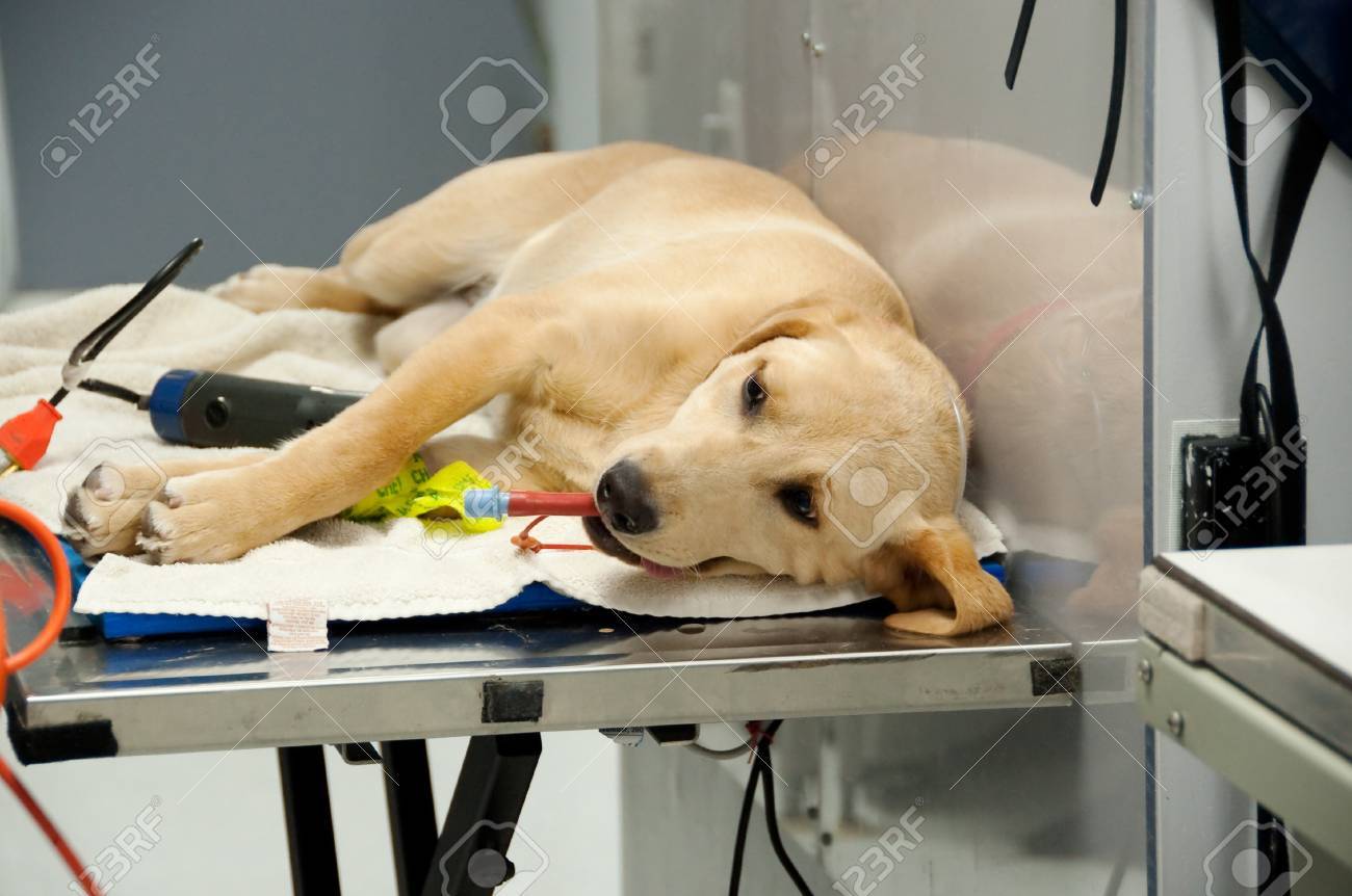 at the vet's for a spaying procedure - 9651297 at the vet's for a spaying procedure - 9651297