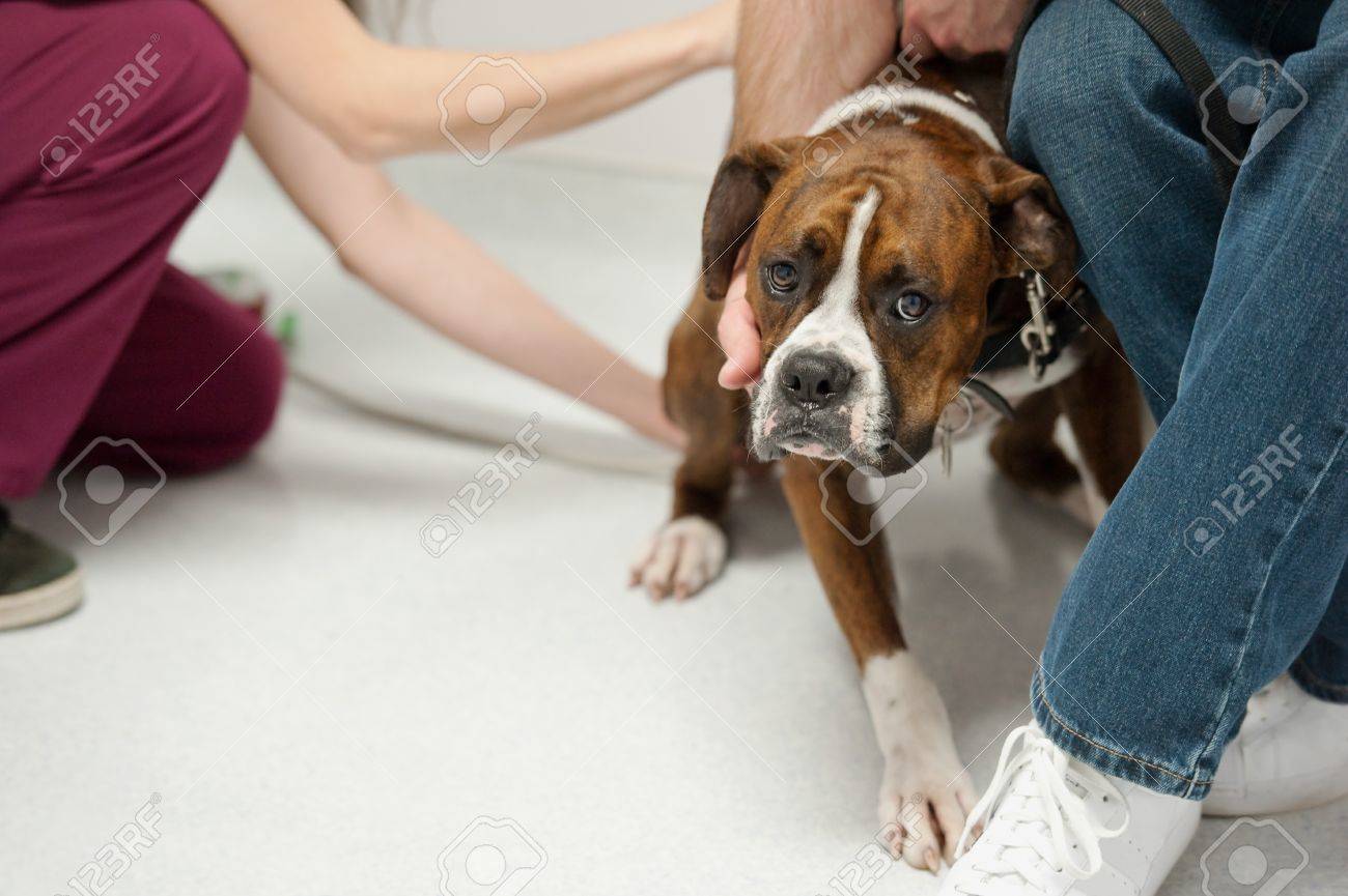 a dog unhappily lets the nurse take his temperature - 9651375 a dog unhappily lets the nurse take his temperature - 9651375