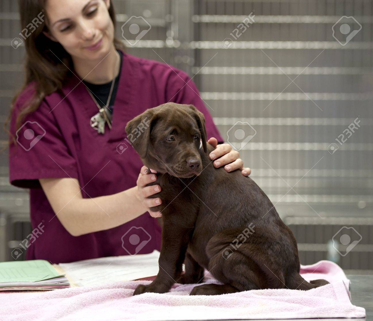 a vet technician gets a patient ready for her shots - 9733596 a vet technician gets a patient ready for her shots - 9733596