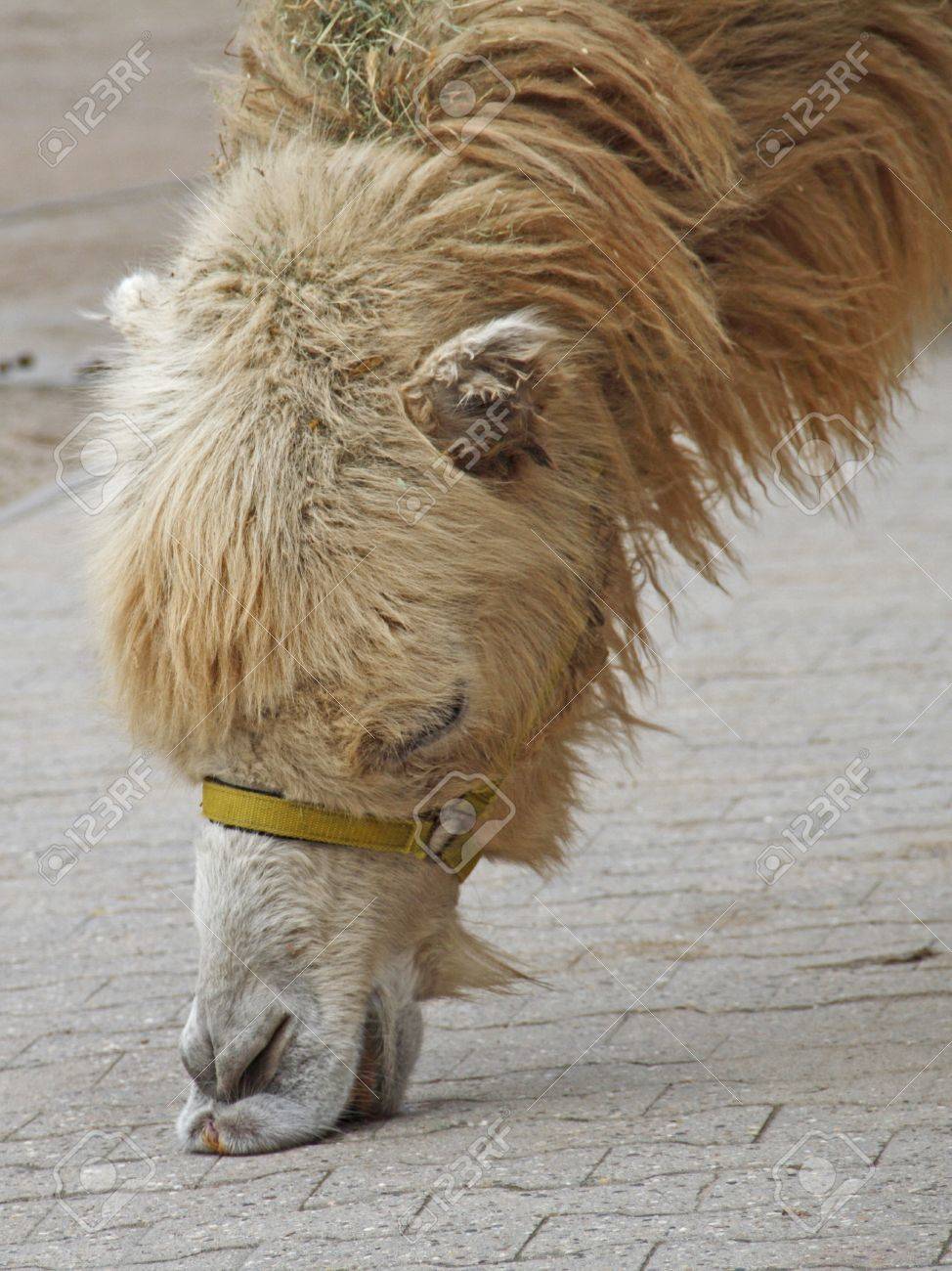 etiam-dictum-ipsum-a-felis