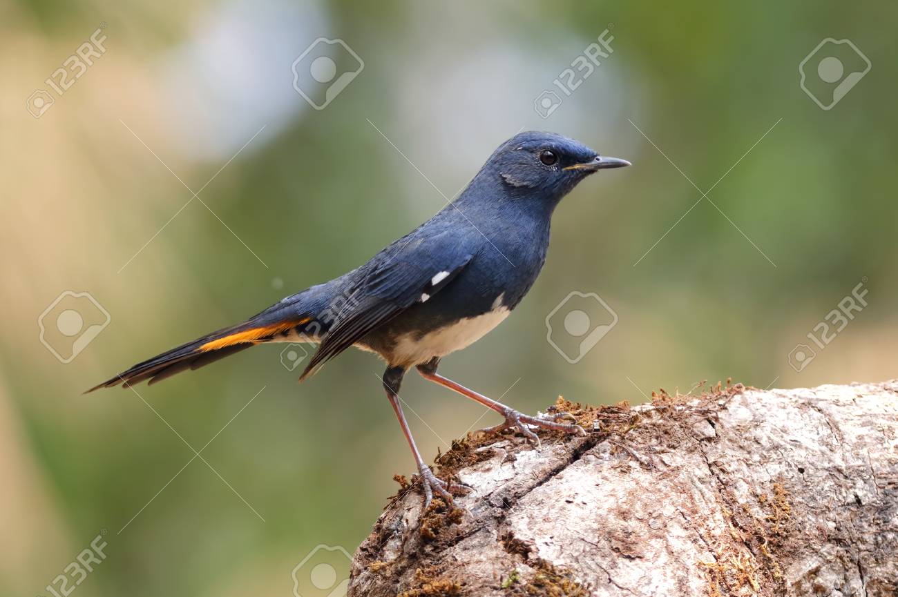 Rouge Queue à Ventre Blanc Hodgsonius Phoenicuroides Oiseaux Mâles De Thaïlande