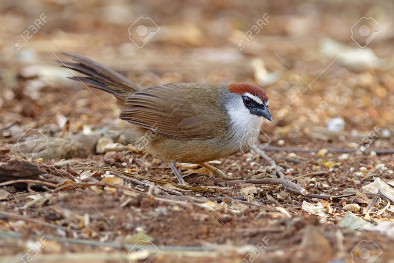 栗キャップ チメドリ Timalia Pileata タイのかわいい鳥 の写真素材