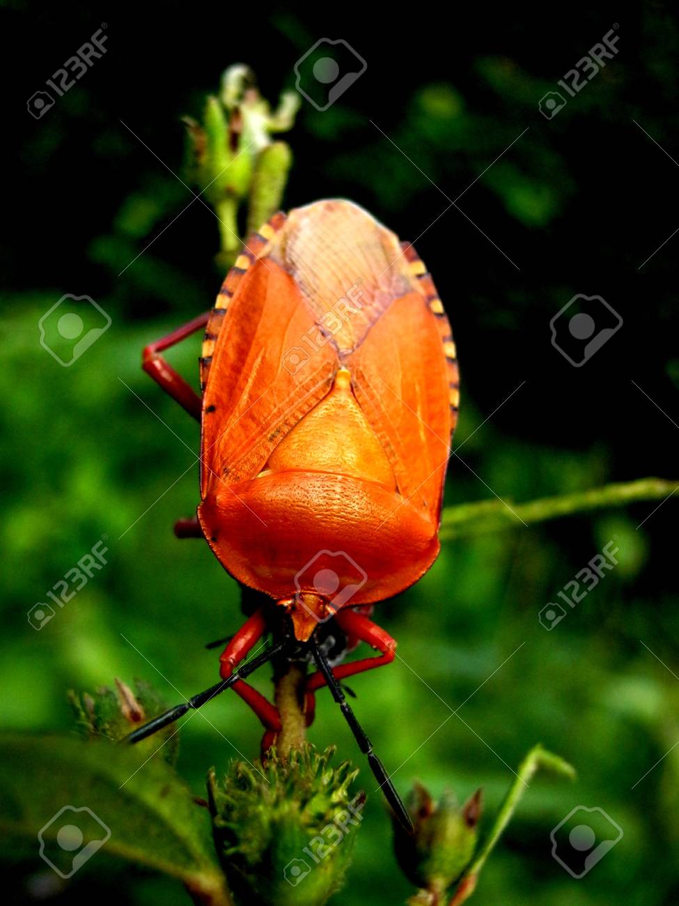 etiam-dictum-ipsum-a-felis