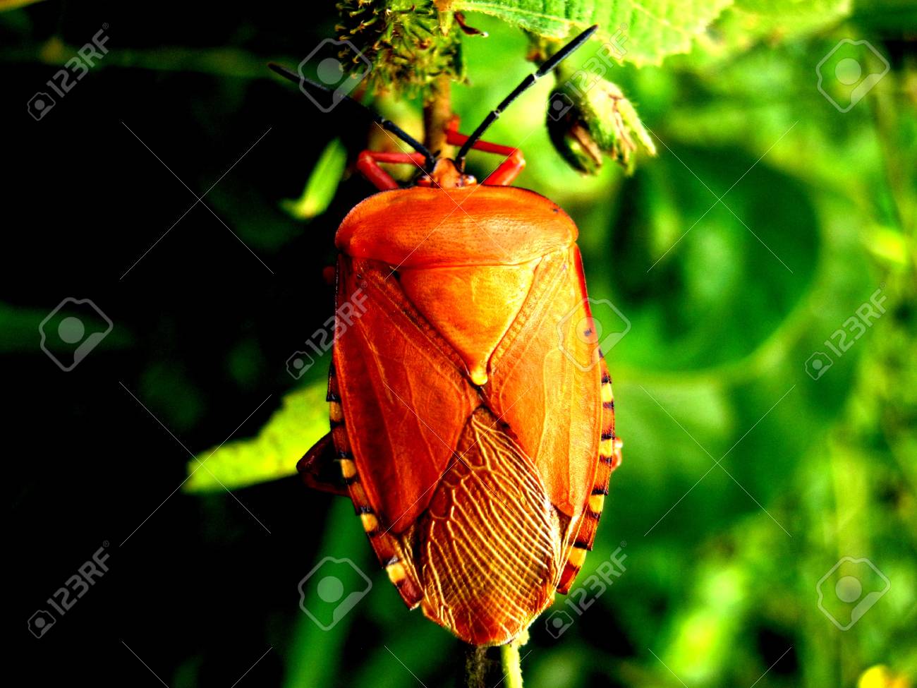 etiam-dictum-ipsum-a-felis