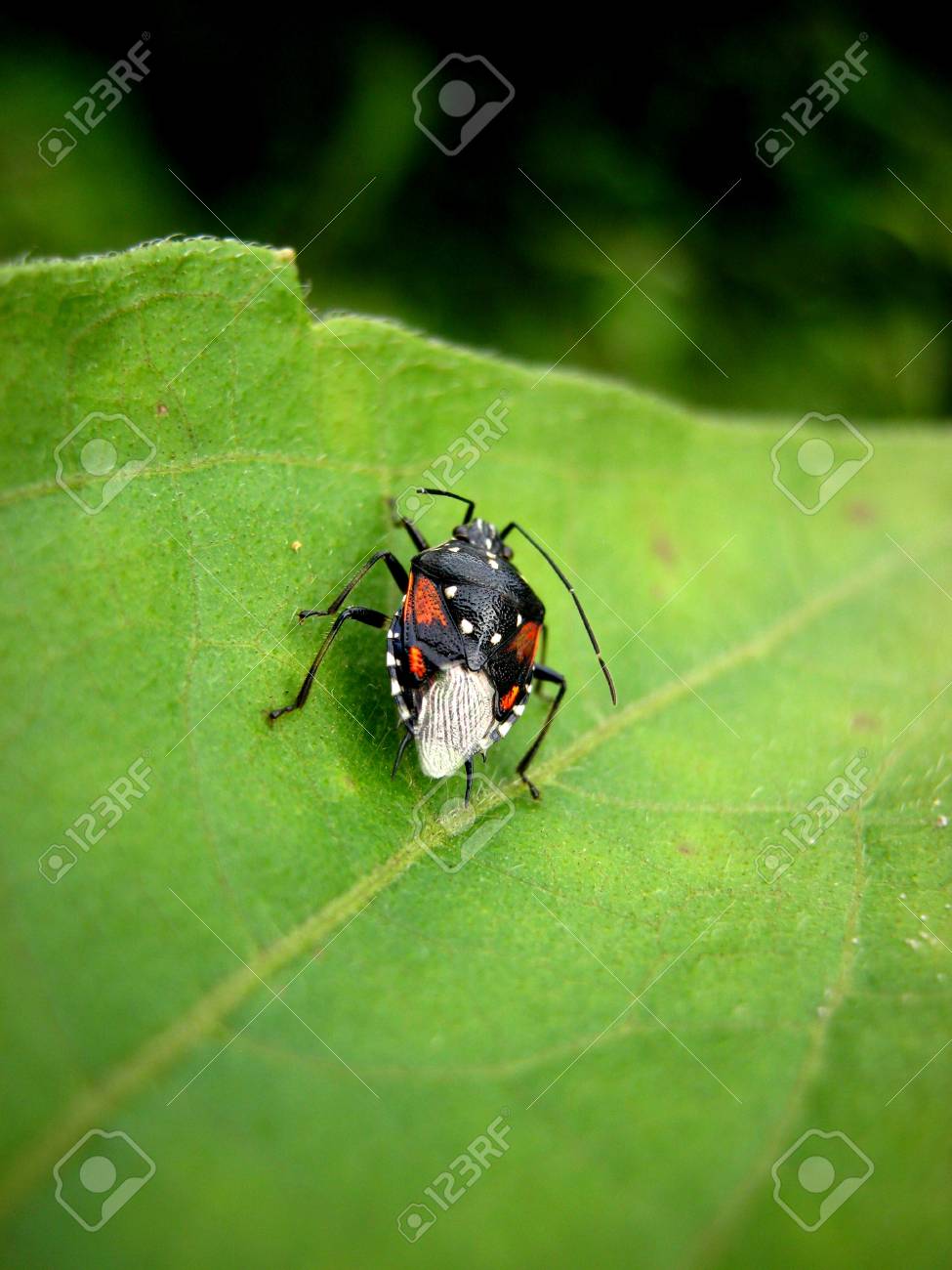 etiam-dictum-ipsum-a-felis