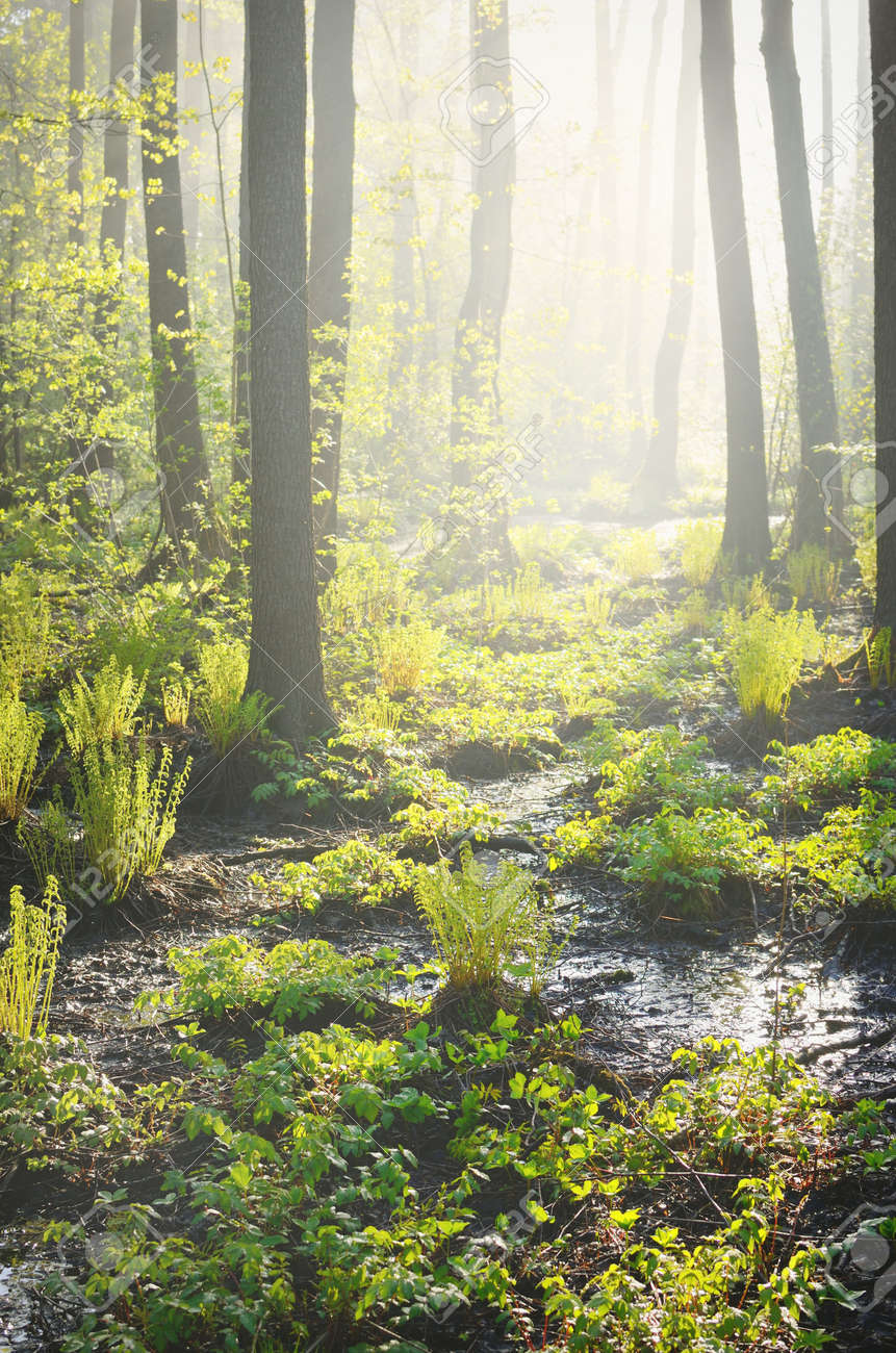 Northern evergreen forest in a morning fog. Mighty pine trees, plants, fern. Pure sunlight, sunbeams Idyllic spring landscape. Ecology, ecosystems, environmental conservation, ecotourism - 166530174 Northern evergreen forest in a morning fog. Mighty pine trees, plants, fern. Pure sunlight, sunbeams Idyllic spring landscape. Ecology, ecosystems, environmental conservation, ecotourism - 166530174