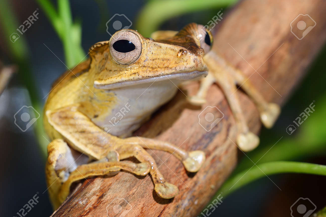 etiam-dictum-ipsum-a-felis