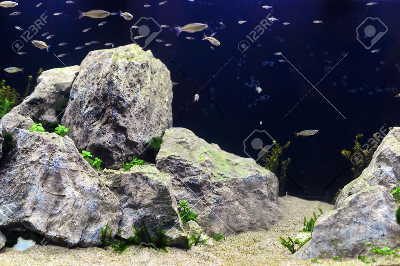 large aquarium rocks