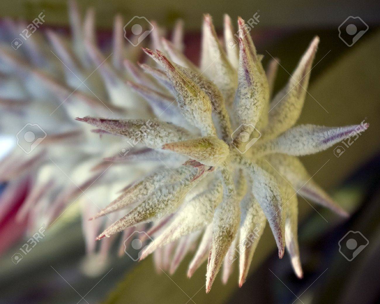 An Exotic Flower At Palma Sola Botanical Gardens In Bradenton