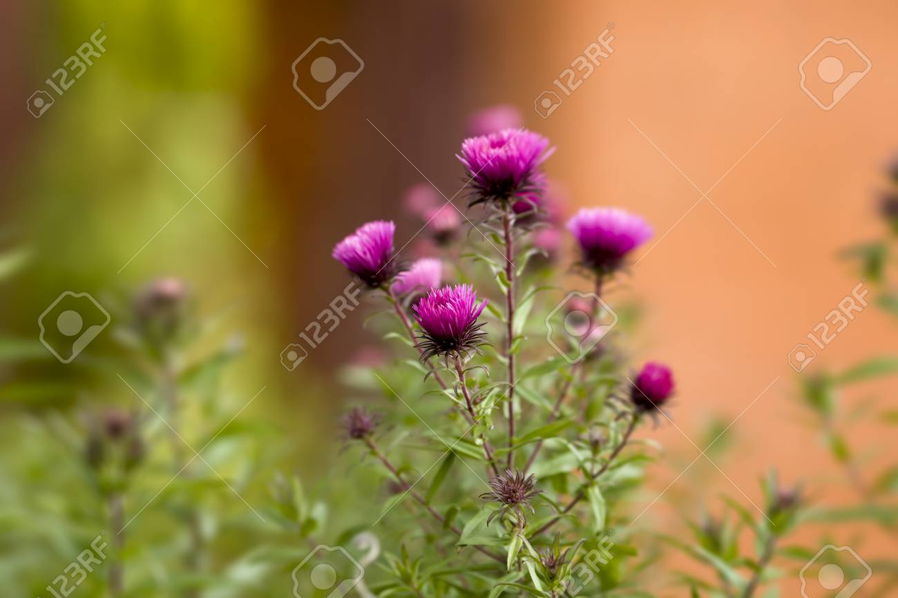 夏の日に咲くアザミの花にピンクのミルクの写真素材・画像素材