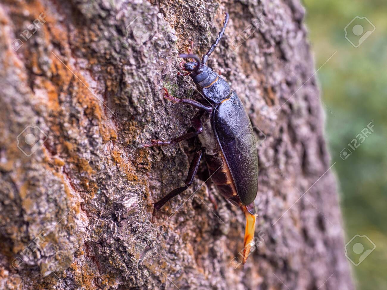 etiam-dictum-ipsum-a-felis