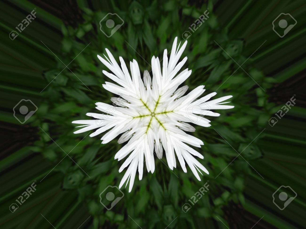 Flores De Copos De Nieve Europeos Hilo De Raíz Con Dientes Flores De Copos De Nieve Europeos Hilo De Raíz Con Dientes