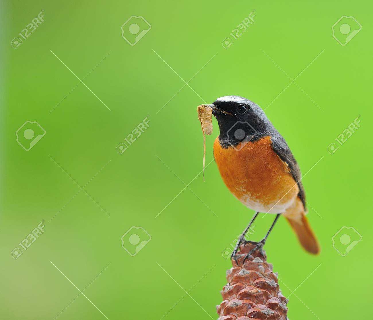 etiam-dictum-ipsum-a-felis