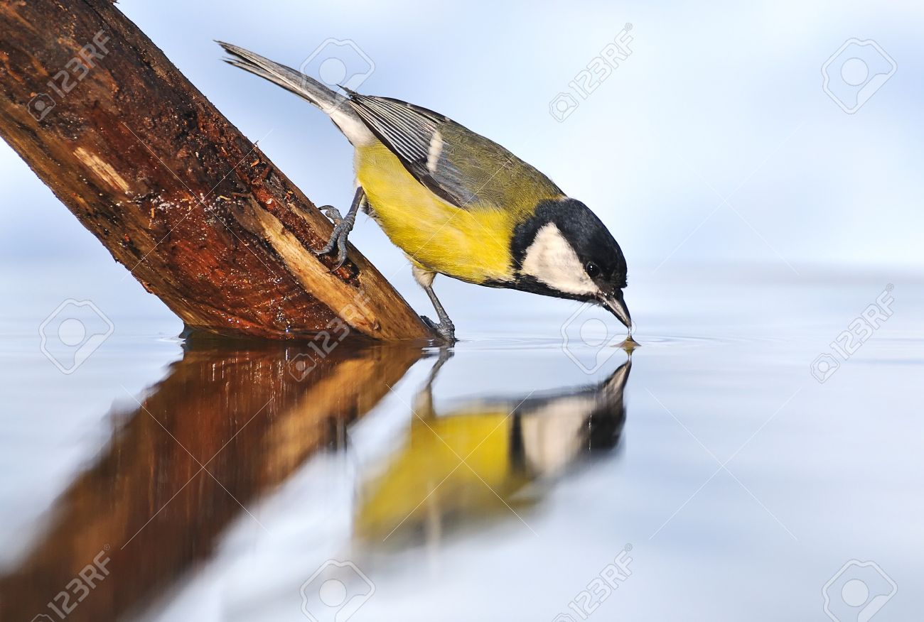 Bird Drinking Water Stock Photo Picture And Royalty Free Image Image 10286677