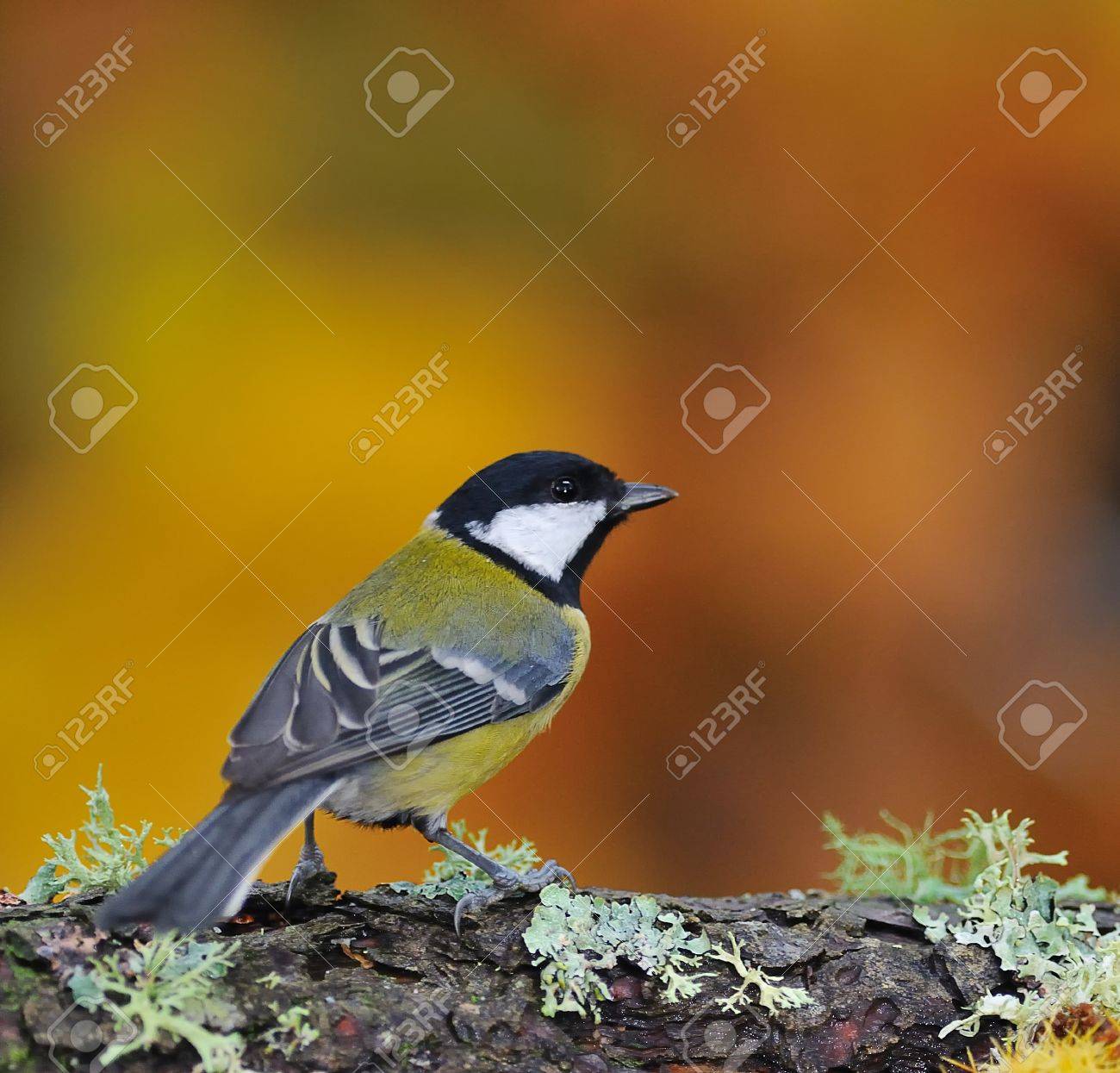 etiam-dictum-ipsum-a-felis