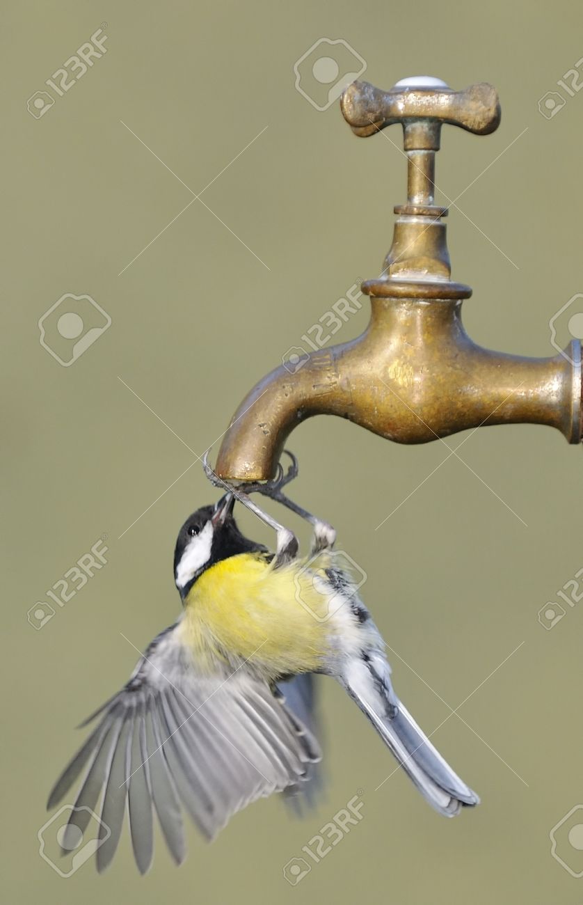 Bird Drinking Water From A Tap Stock Photo Picture And Royalty Free Image Image 11237072