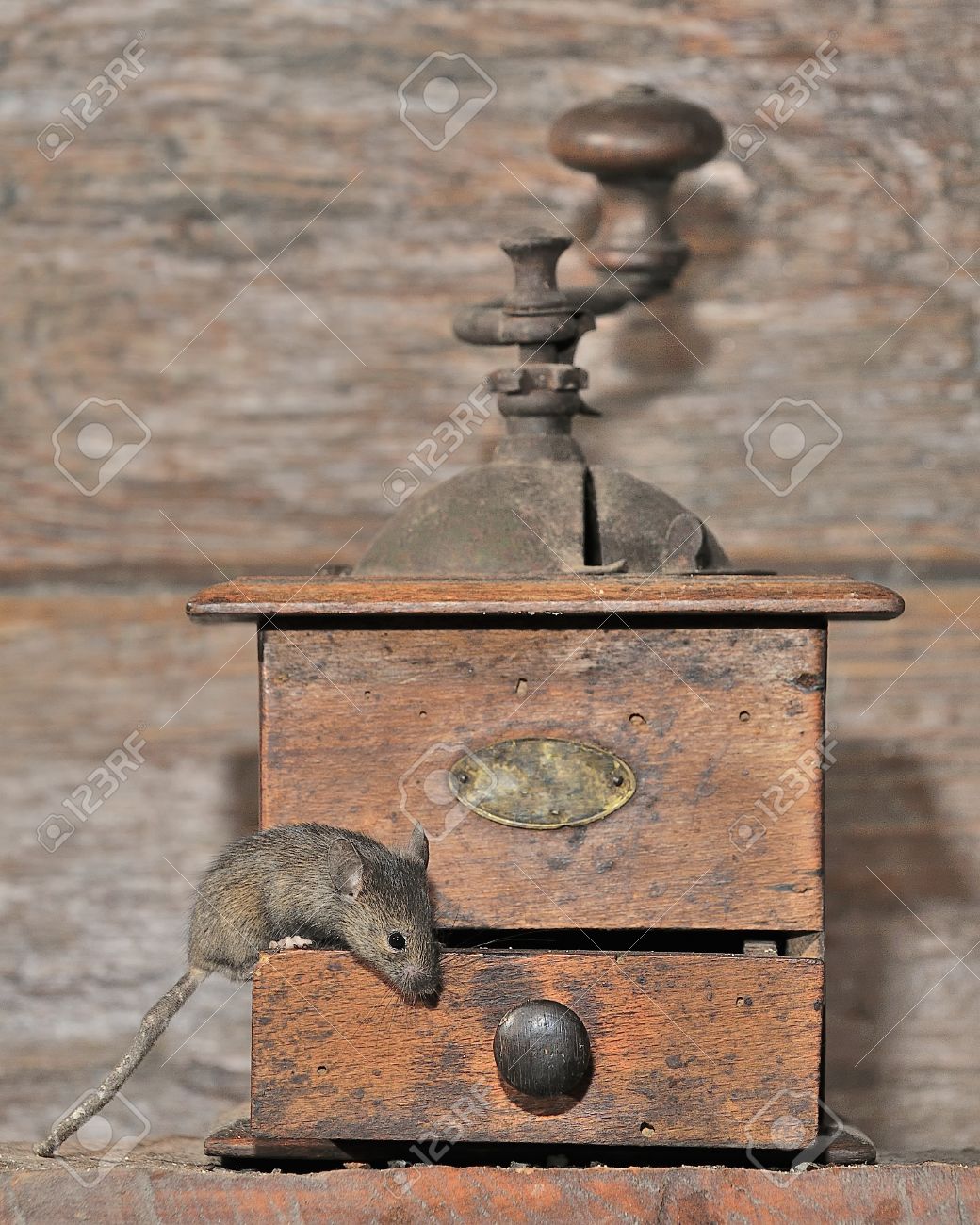 野鼠