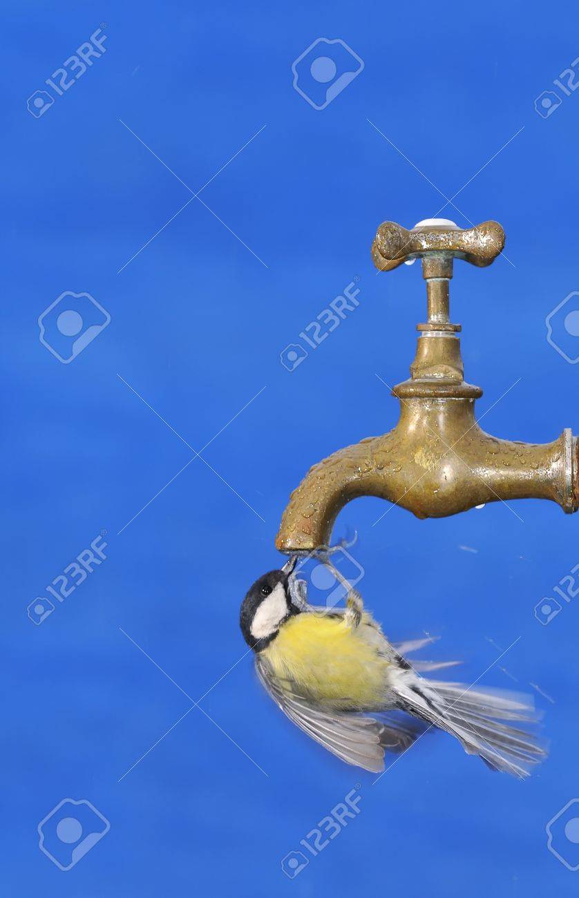 Big tit drinking from faucet against of blue bright background. - 52947568 Big tit drinking from faucet against of blue bright background. - 52947568
