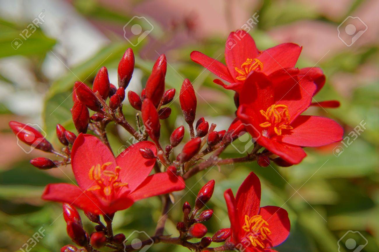 Blooming Arbre Tropical à Fleurs Rouge Vif