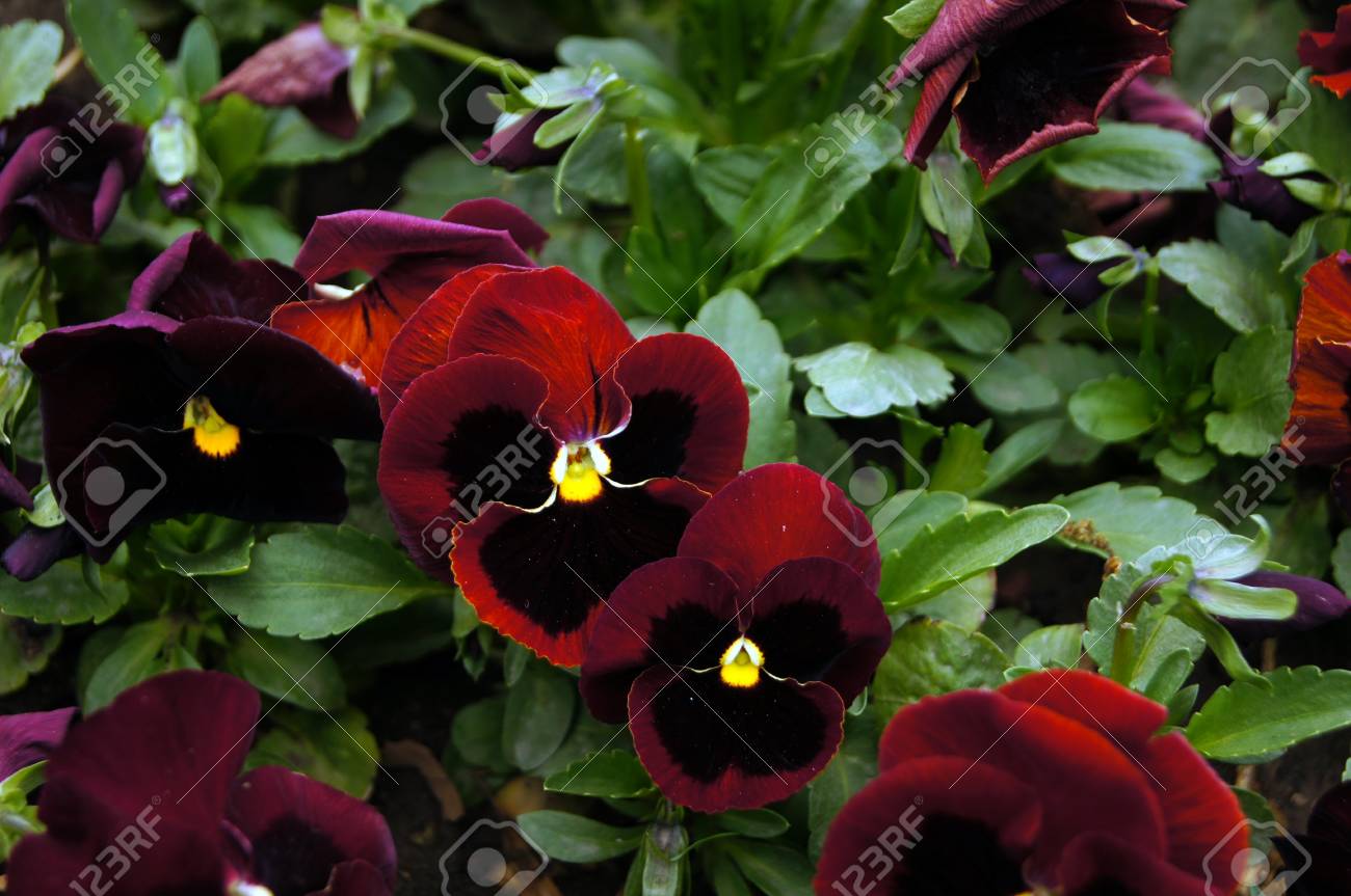 etiam-dictum-ipsum-a-felis