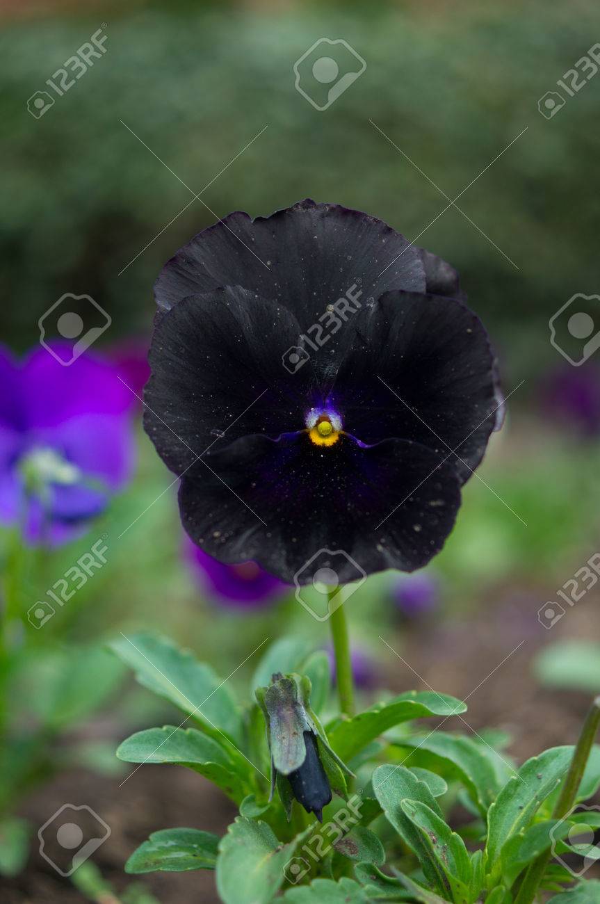 春の庭に珍しい黒いパンジー花のクローズ アップ の写真素材 画像素材 Image