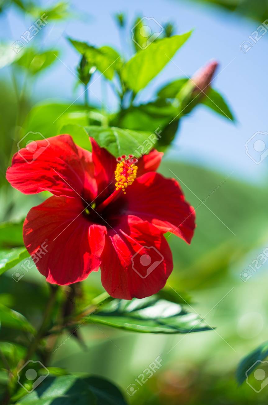 トロピカル ガーデンでハイビスカスの花 の写真素材 画像素材 Image