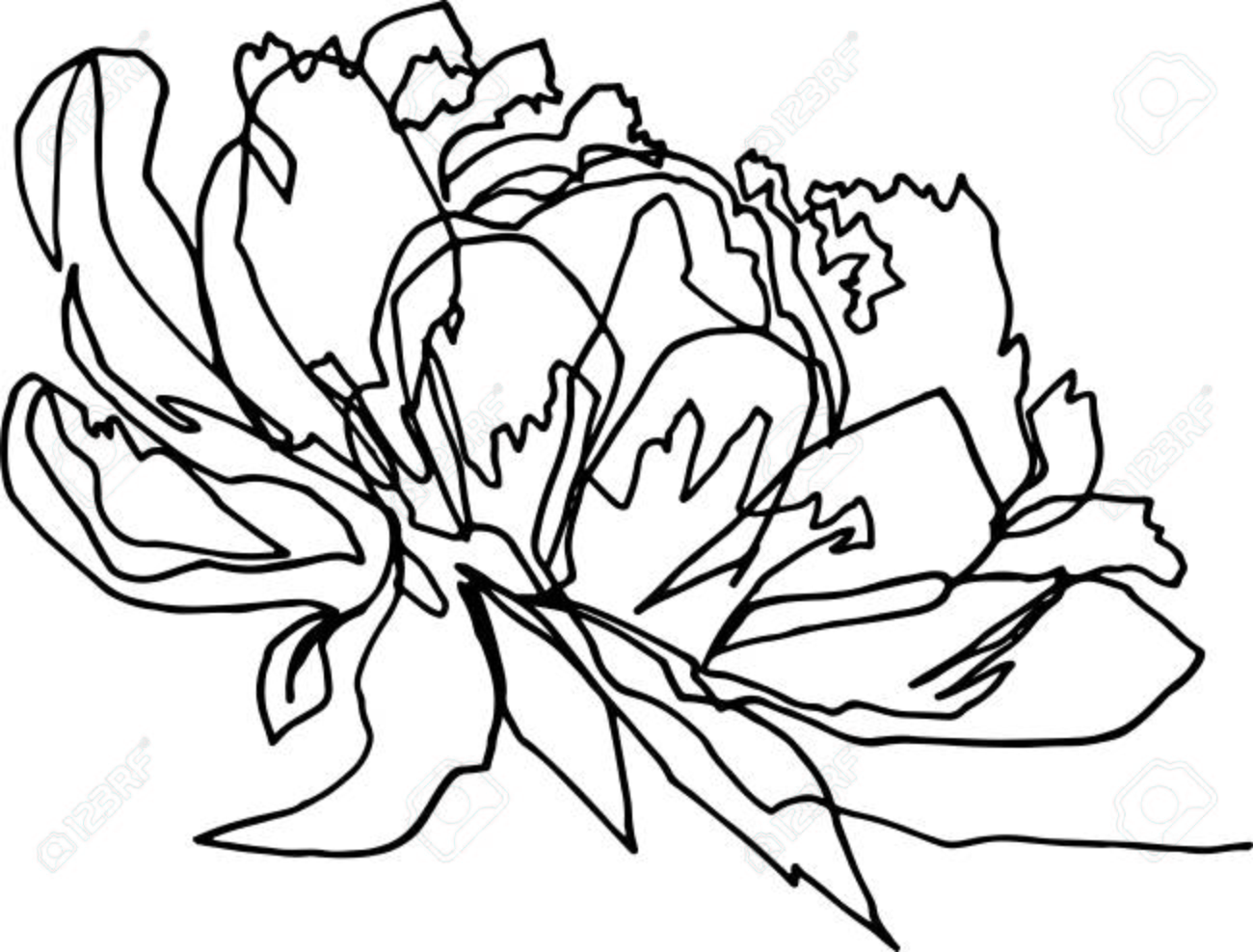 Peony Flower Close Up Minimalist Black And White Illustration