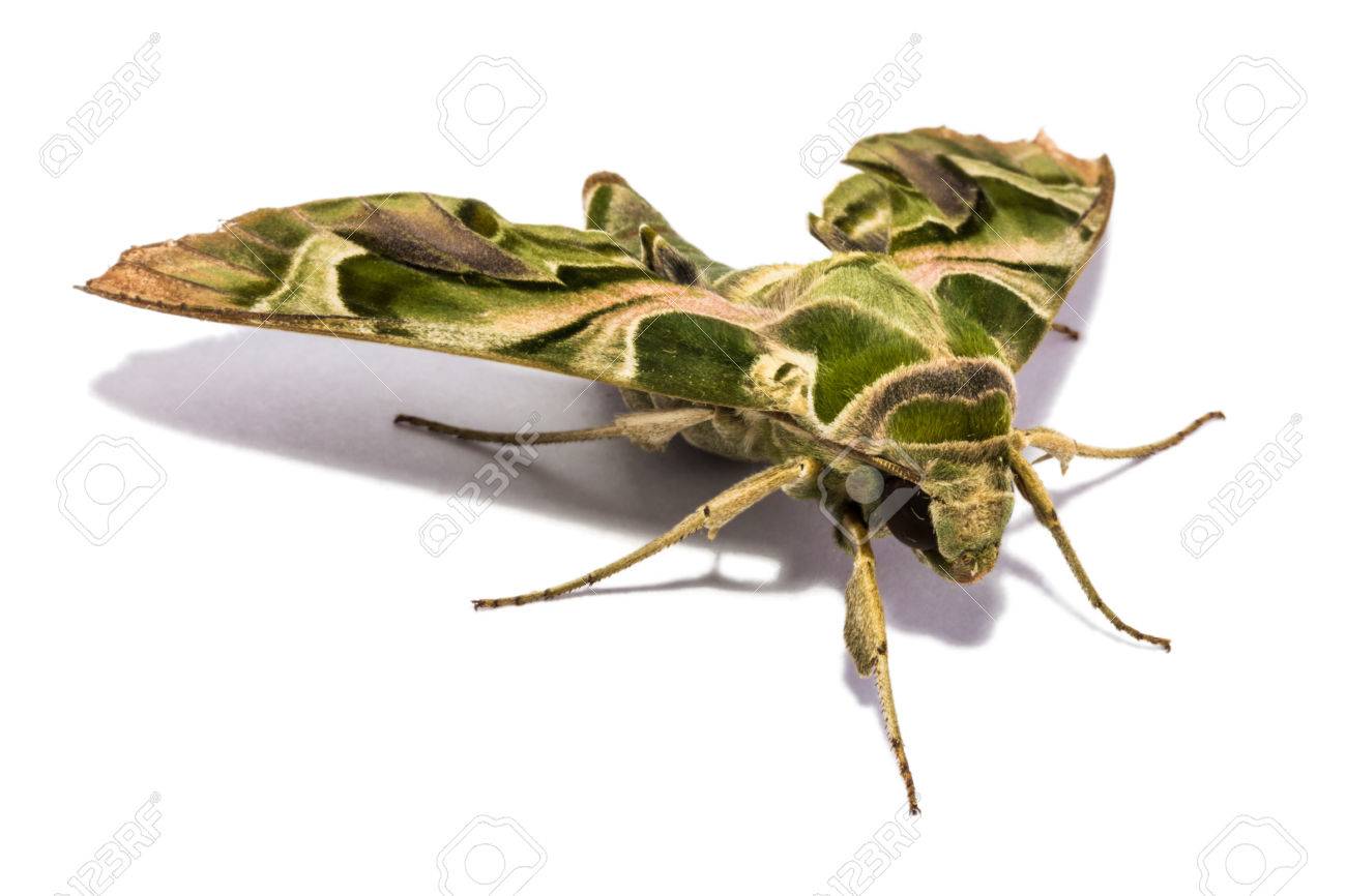 etiam-dictum-ipsum-a-felis