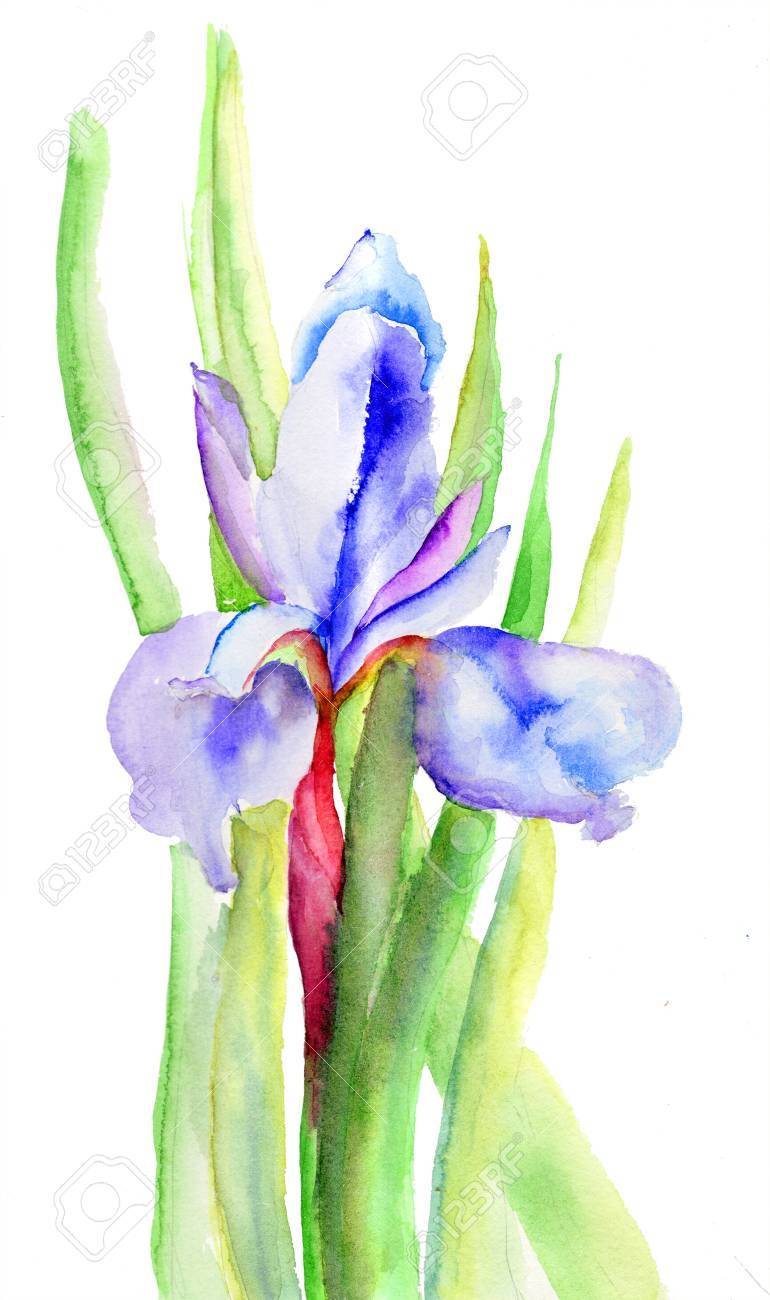 Iris Flores Ilustracion Acuarela Fotos Retratos Imagenes Y Fotografia De Archivo Libres De Derecho Image