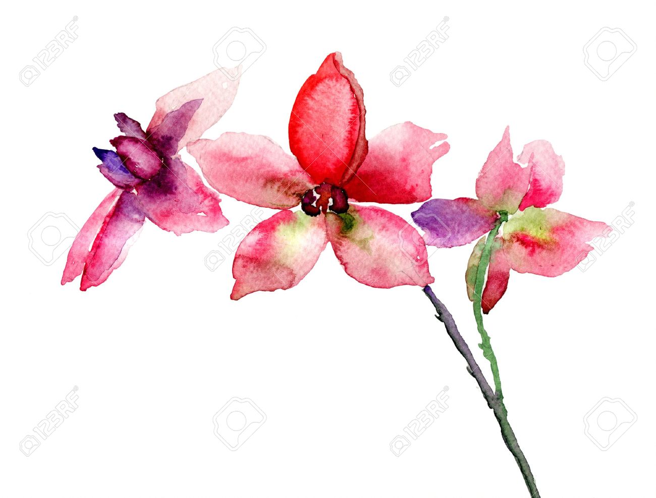 pink orchids flowers watercolor illustration stock photo picture