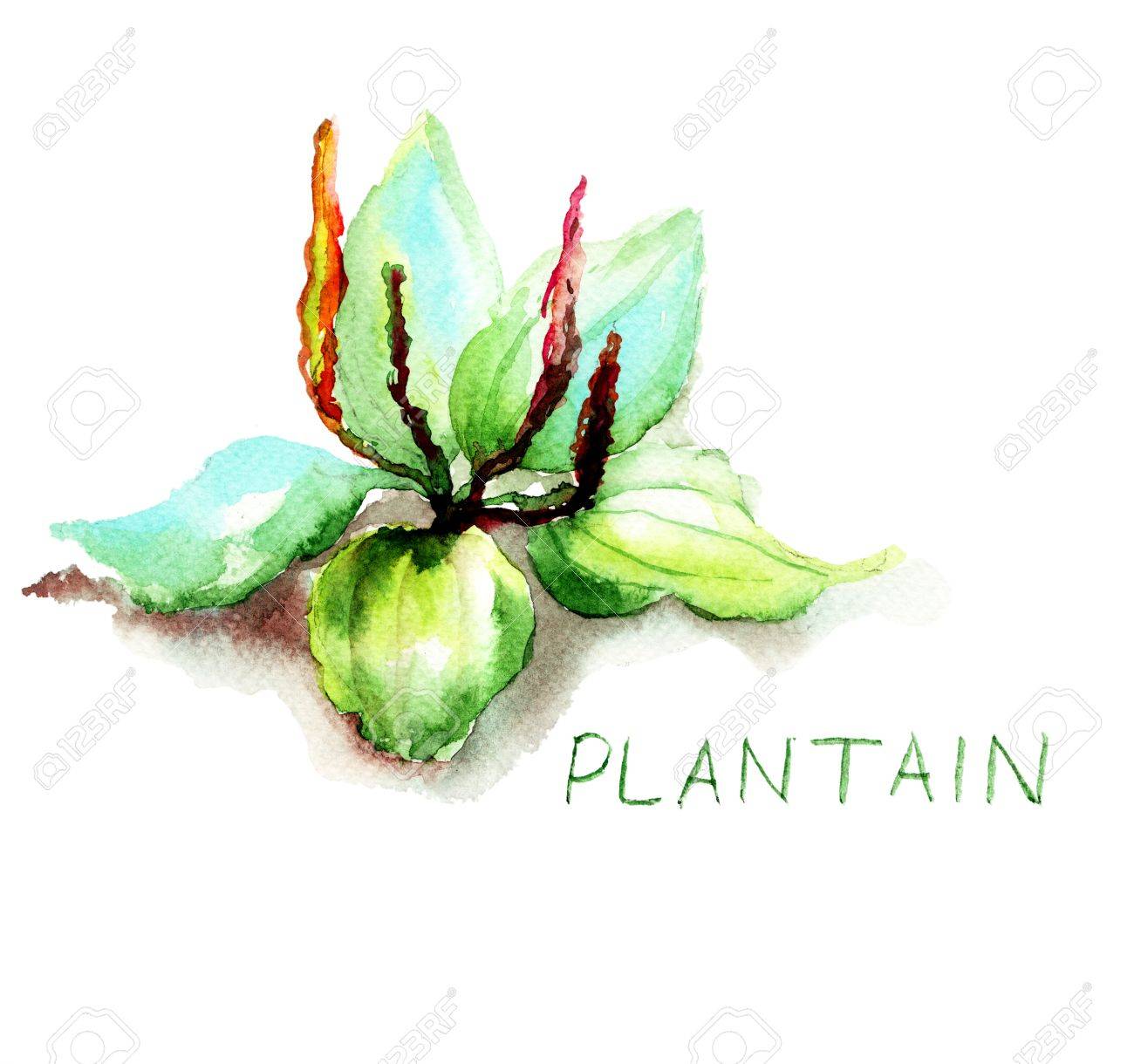 大きいオオバコ 水彩イラスト の写真素材 画像素材 Image