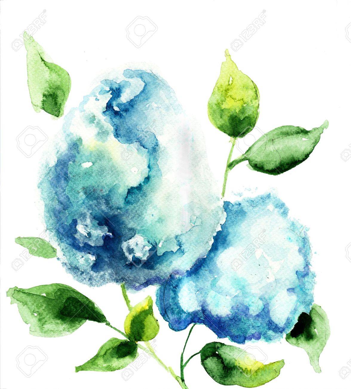 美しい青紫陽花 水彩イラスト の写真素材 画像素材 Image