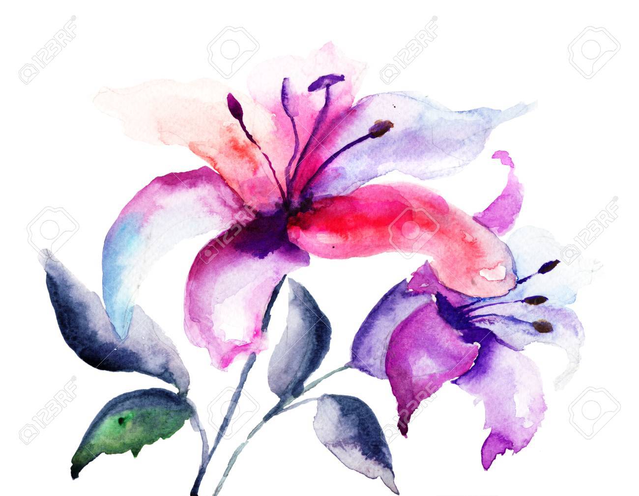 ユリの花 水彩イラスト の写真素材 画像素材 Image ユリの花 水彩イラスト の写真素材 画像素材 Image