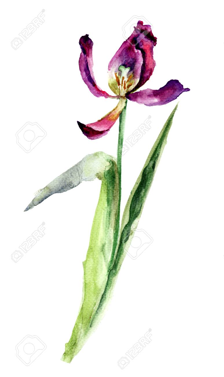 template for card with tulip flower with petal fall off watercolor