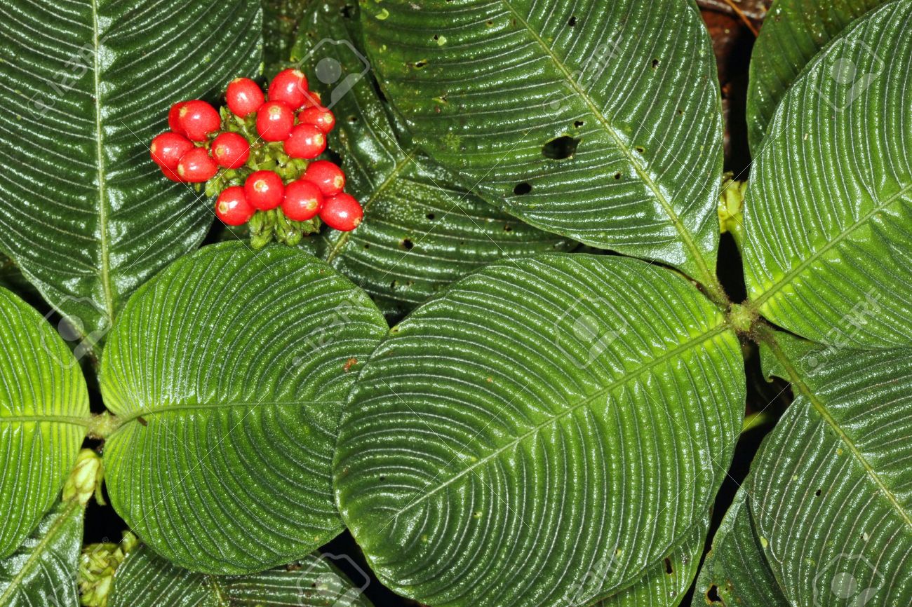 エクアドル 家族イワタバコ 熱帯雨林床のテクスチャの葉を持つ植物します の写真素材 画像素材 Image