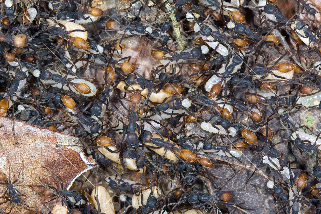 軍隊アリ Eciton Sp 幼虫及び蛹新しいビバークする夜に動いているの群れ の写真素材 画像素材 Image